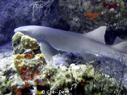 This picture was taken on Tormentos Reef (40'-60'), Cozum... by Cheri Denn 